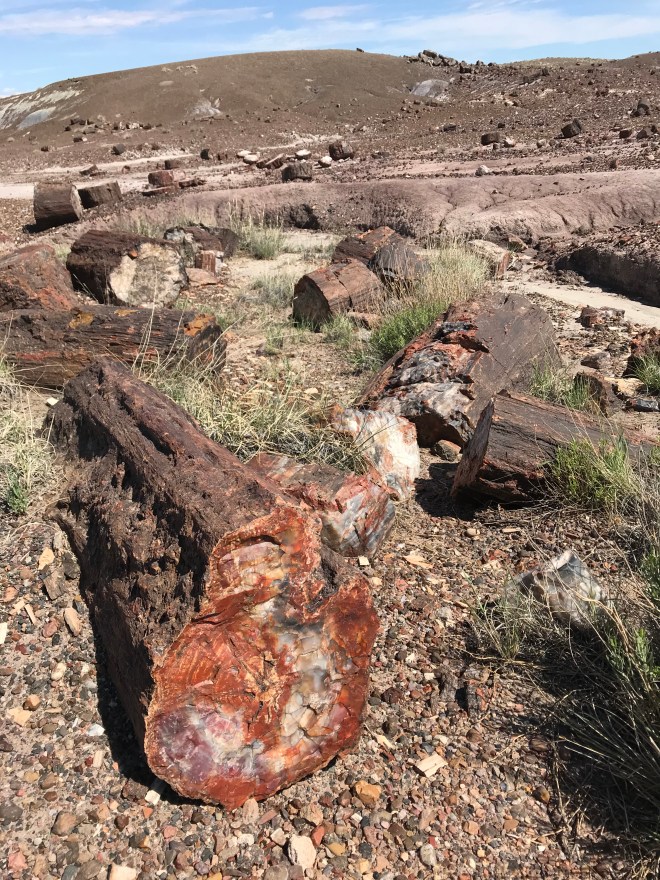 petrified forest.jpg